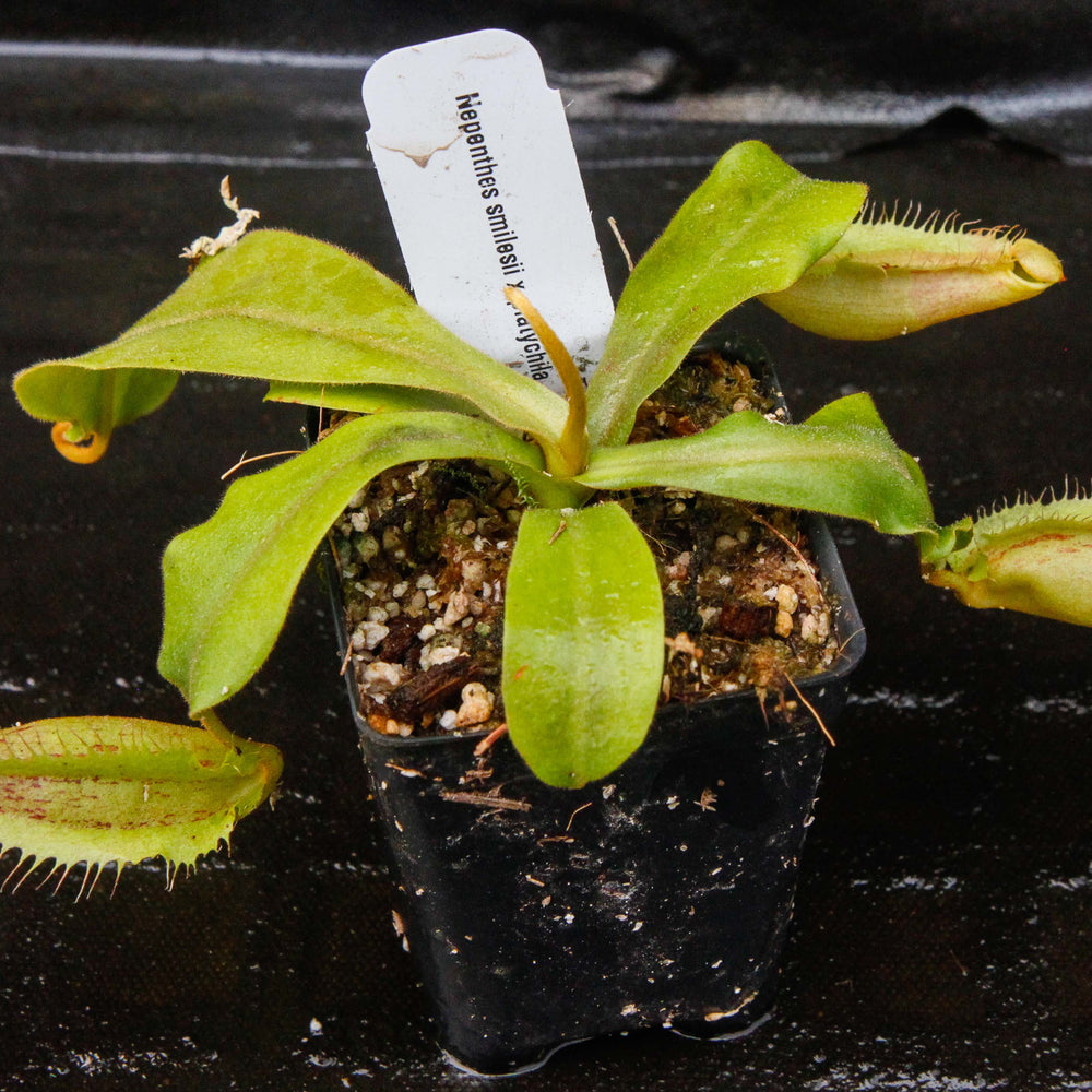 
                      
                        Nepenthes smilesii x platychila, CAR-0115
                      
                    