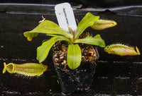 Nepenthes smilesii x platychila, CAR-0115