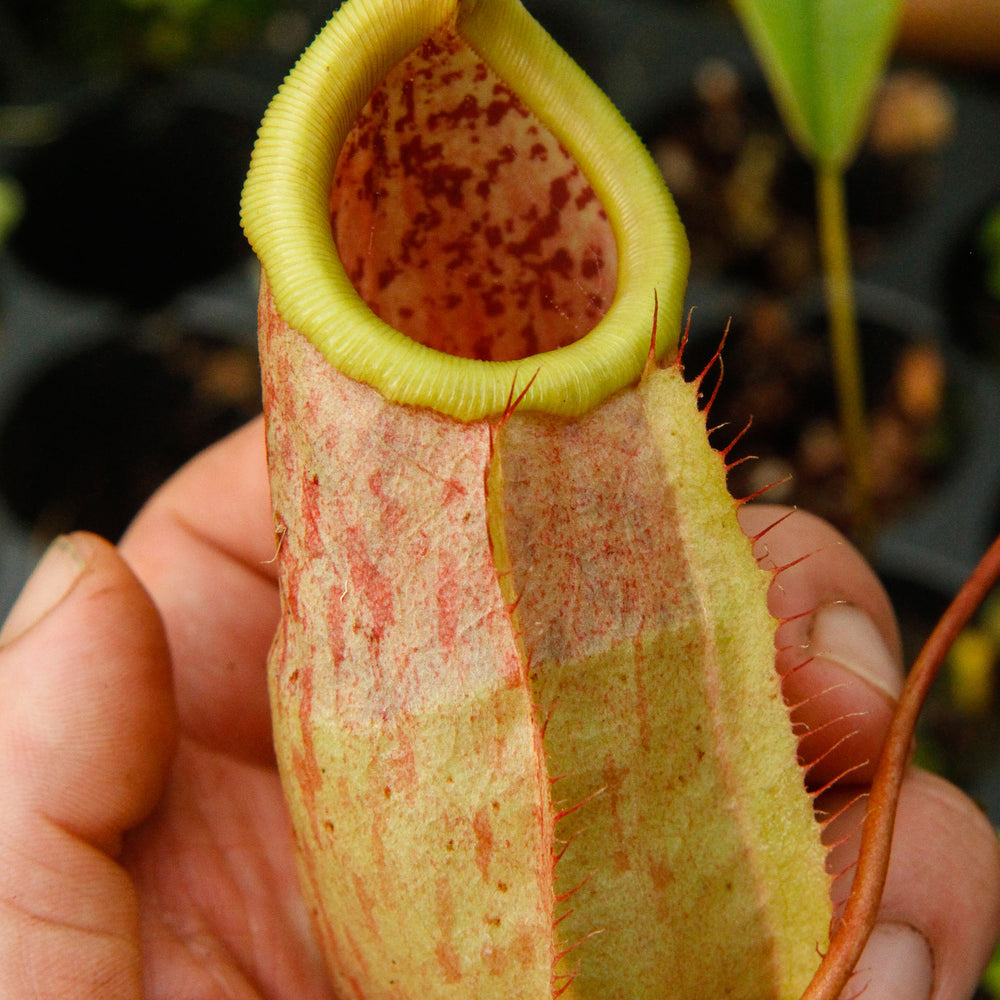 
                      
                        Nepenthes smilesii x sibuyanensis, CAR-0010
                      
                    