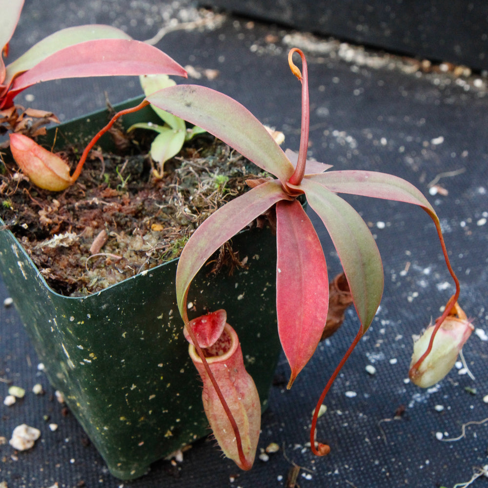 
                      
                        Nepenthes smilesii x sibuyanensis, CAR-0010
                      
                    