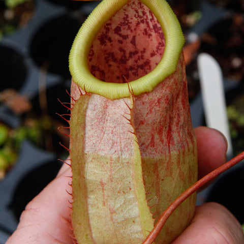 Close-up of Nepenthes smilesii x sibuyanensis CAR-0010 pitcher with lime green peristome and pink speckled interior