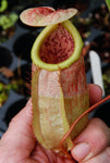 Nepenthes smilesii x sibuyanensis, CAR-0010