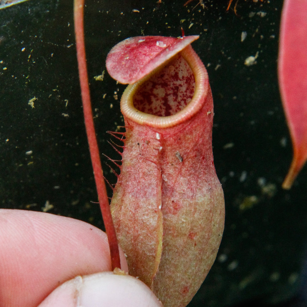 
                      
                        Nepenthes smilesii x sibuyanensis, CAR-0010
                      
                    