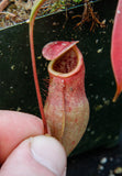 Nepenthes smilesii x sibuyanensis, CAR-0010