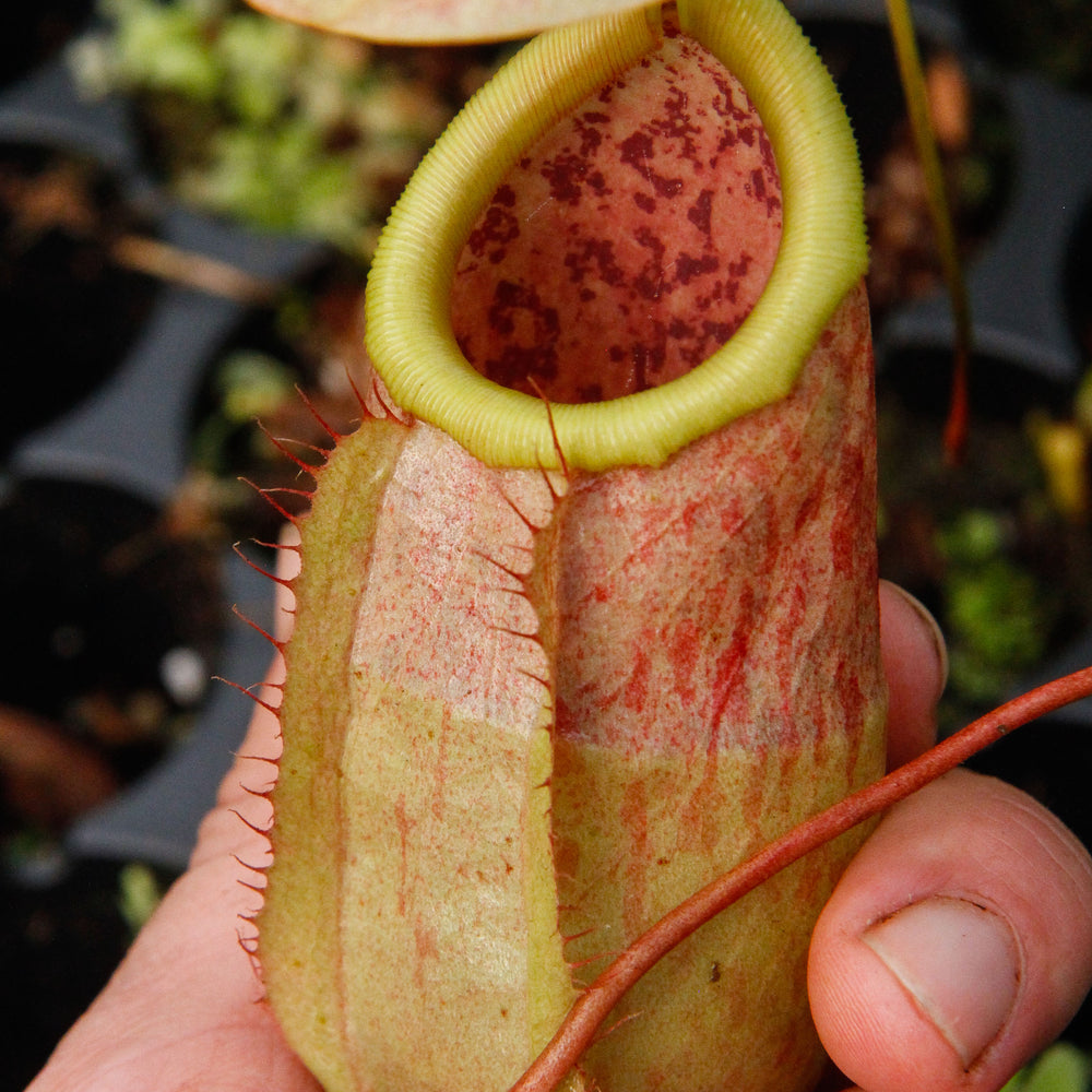 
                      
                        Nepenthes smilesii x sibuyanensis, CAR-0010
                      
                    