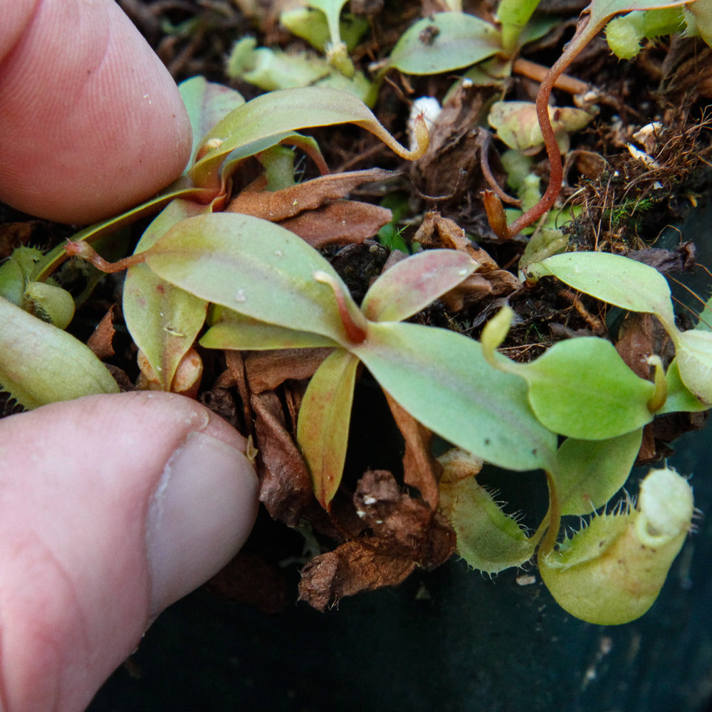 
                      
                        Nepenthes smilesii x sibuyanensis, CAR-0010
                      
                    