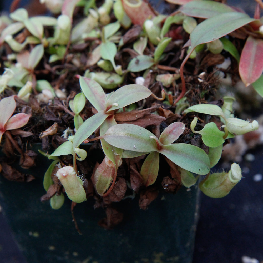 
                      
                        Nepenthes smilesii x sibuyanensis, CAR-0010
                      
                    