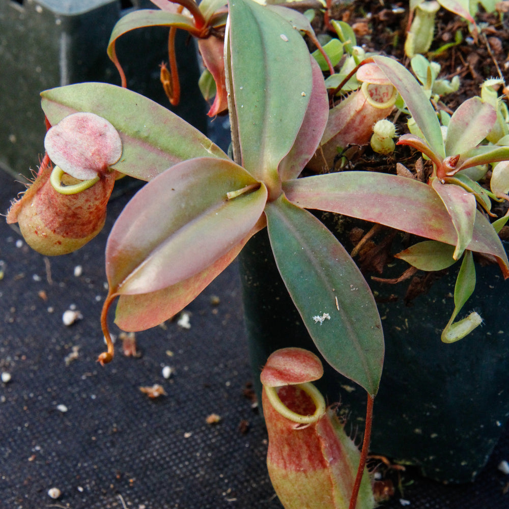 
                      
                        Nepenthes smilesii x sibuyanensis, CAR-0010
                      
                    