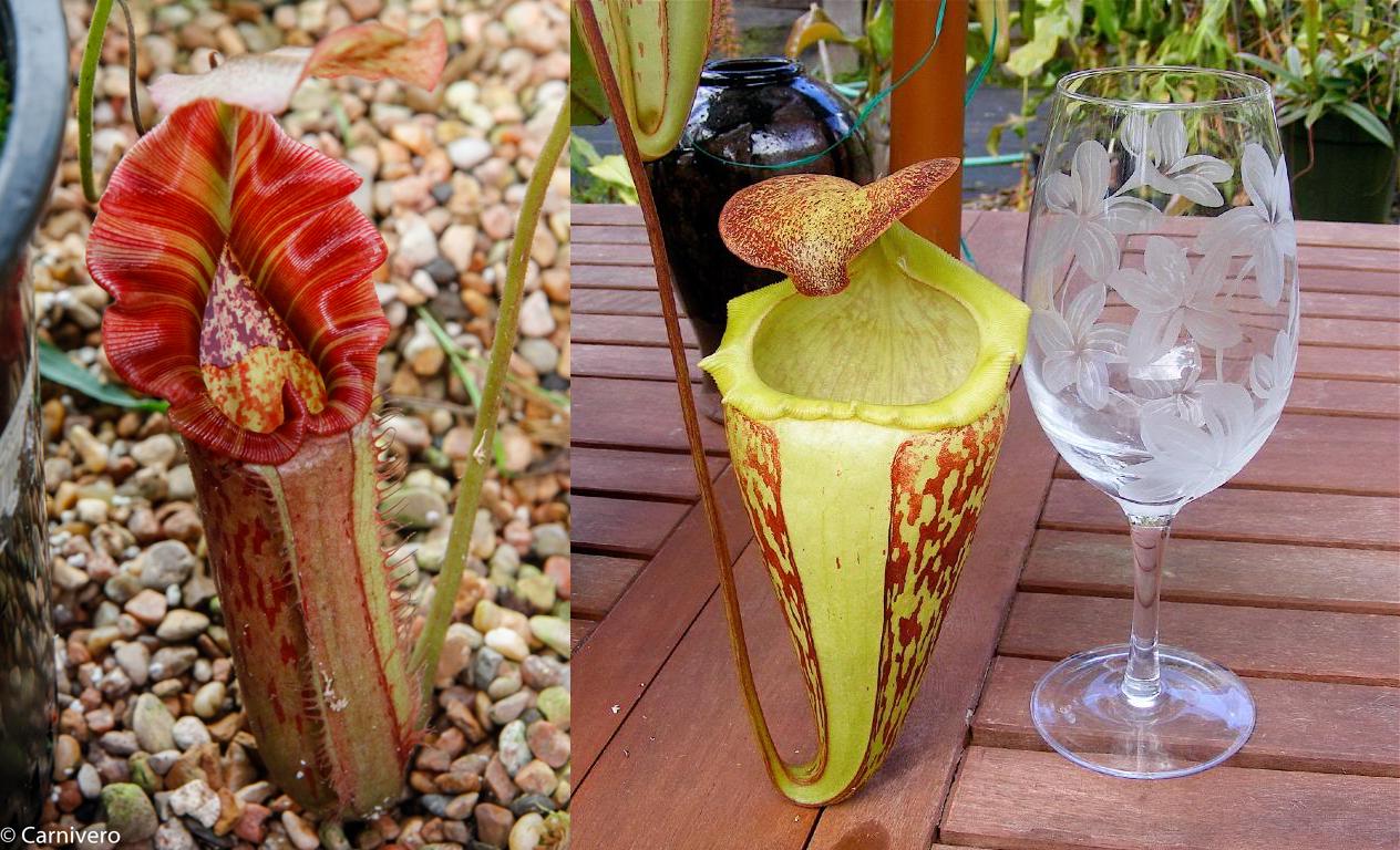 Nepenthes 