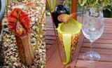 Nepenthes "Leilani Legacy", CAR-0044