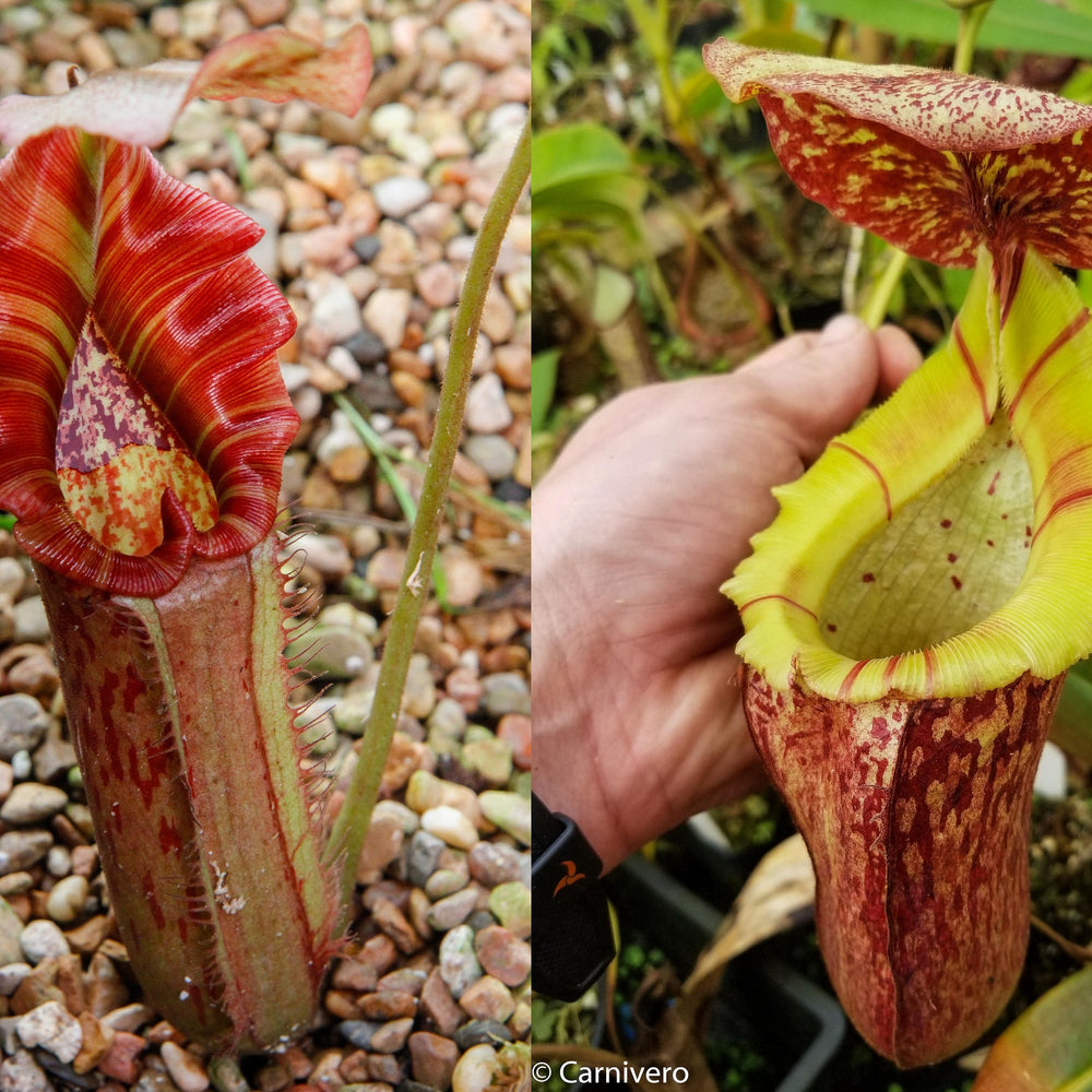 
                      
                        Nepenthes Song of Melancholy x [(lowii x veitchii) x boschiana]-white, CAR-0024
                      
                    