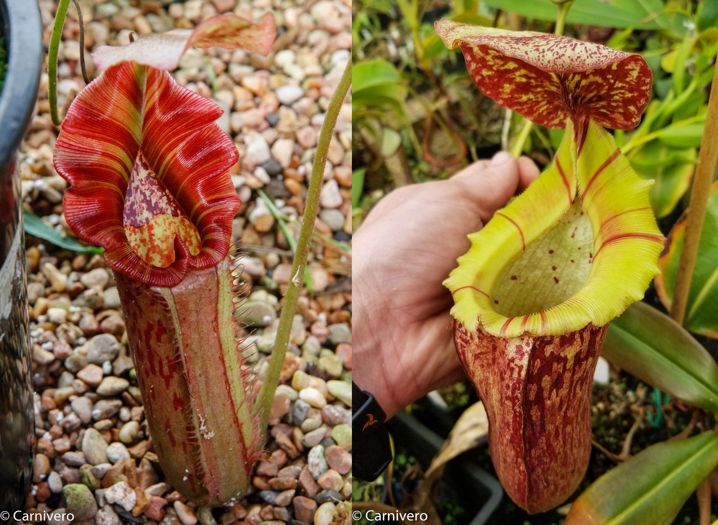 Nepenthes Song of Melancholy x [(lowii x veitchii) x boschiana]-white, CAR-0024