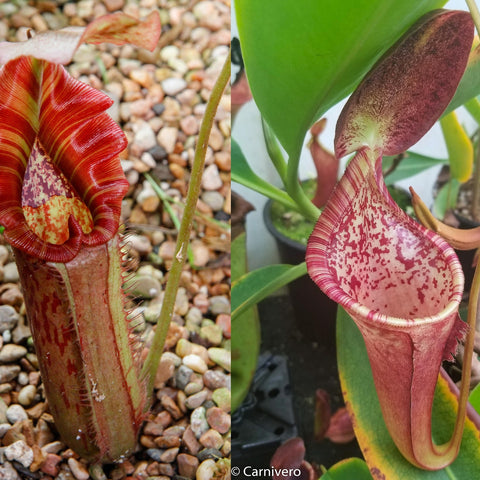 Nepenthes Song of Melancholy x lowii x campanulata side-by-side shots showing a red striped pitcher and a pink speckled inner pitcher