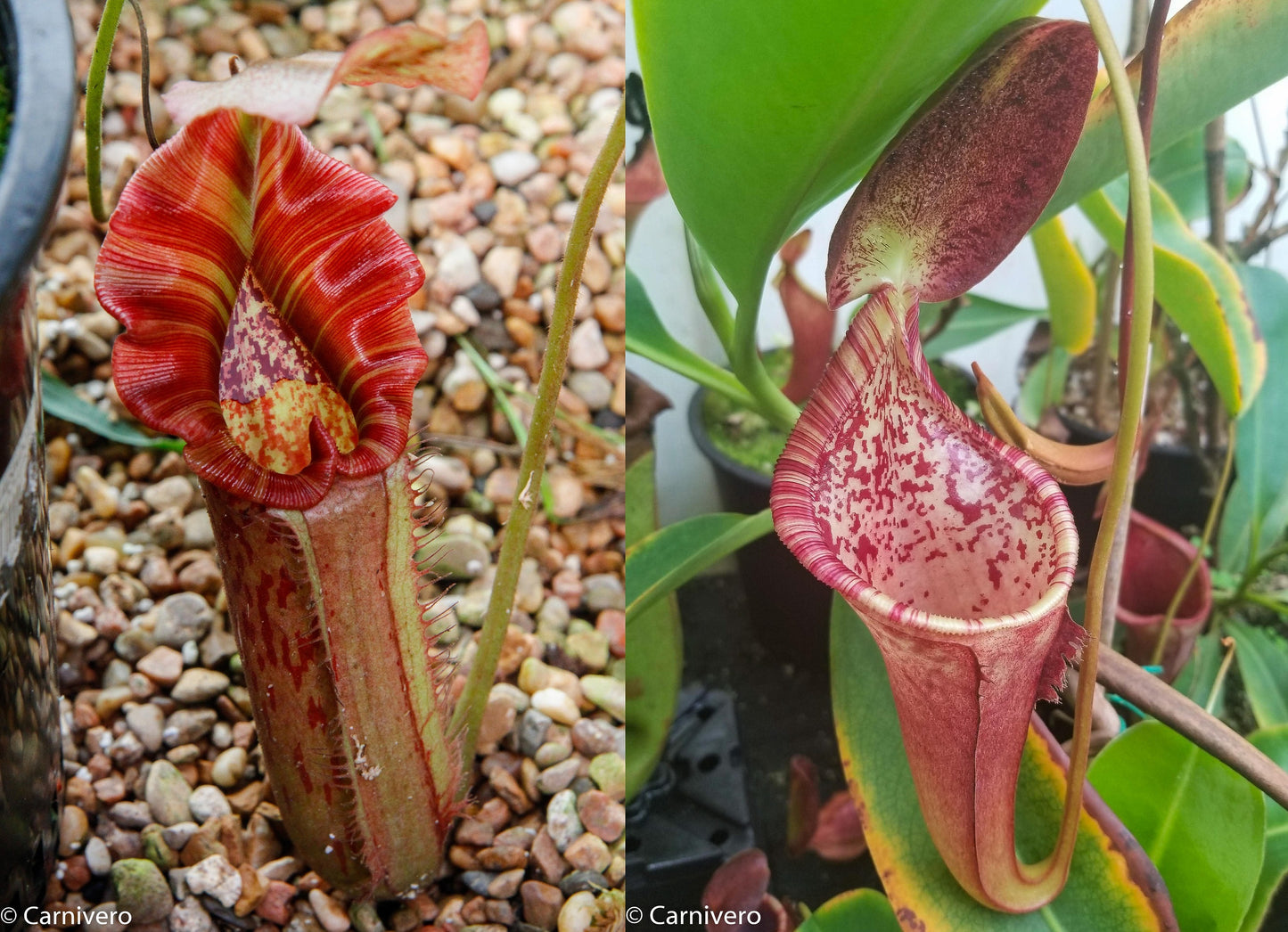 Nepenthes Song of Melancholy x (lowii x campanulata), CAR-0042