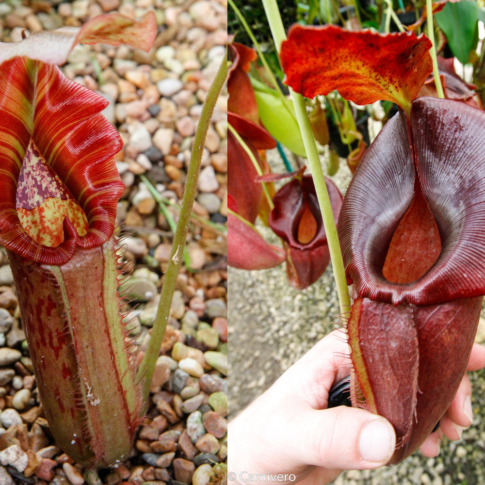 
                      
                        Nepenthes Song of Melancholy x (spathulata x jacquelineae) "BE's Best", CAR-0045
                      
                    