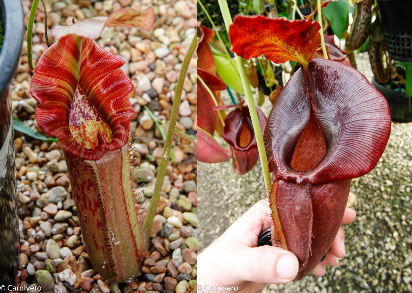 Nepenthes Song of Melancholy x (spathulata x jacquelineae) 