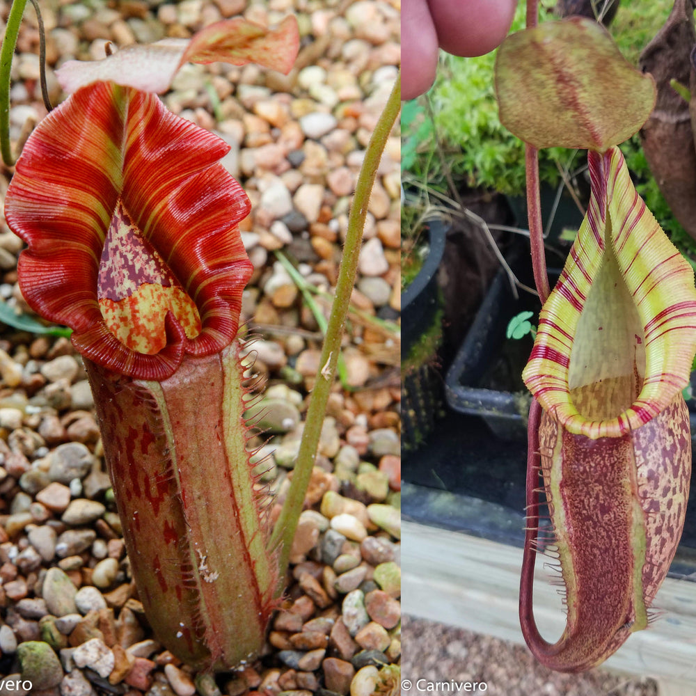 
                      
                        Nepenthes Song of Melancholy x (spectabilis x talangensis), CAR-0043
                      
                    