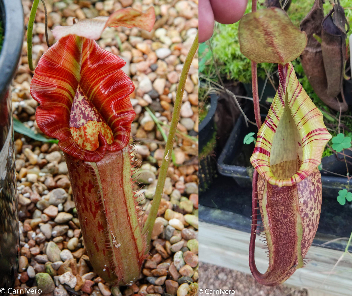 Nepenthes Song of Melancholy x (spectabilis x talangensis), CAR-0043