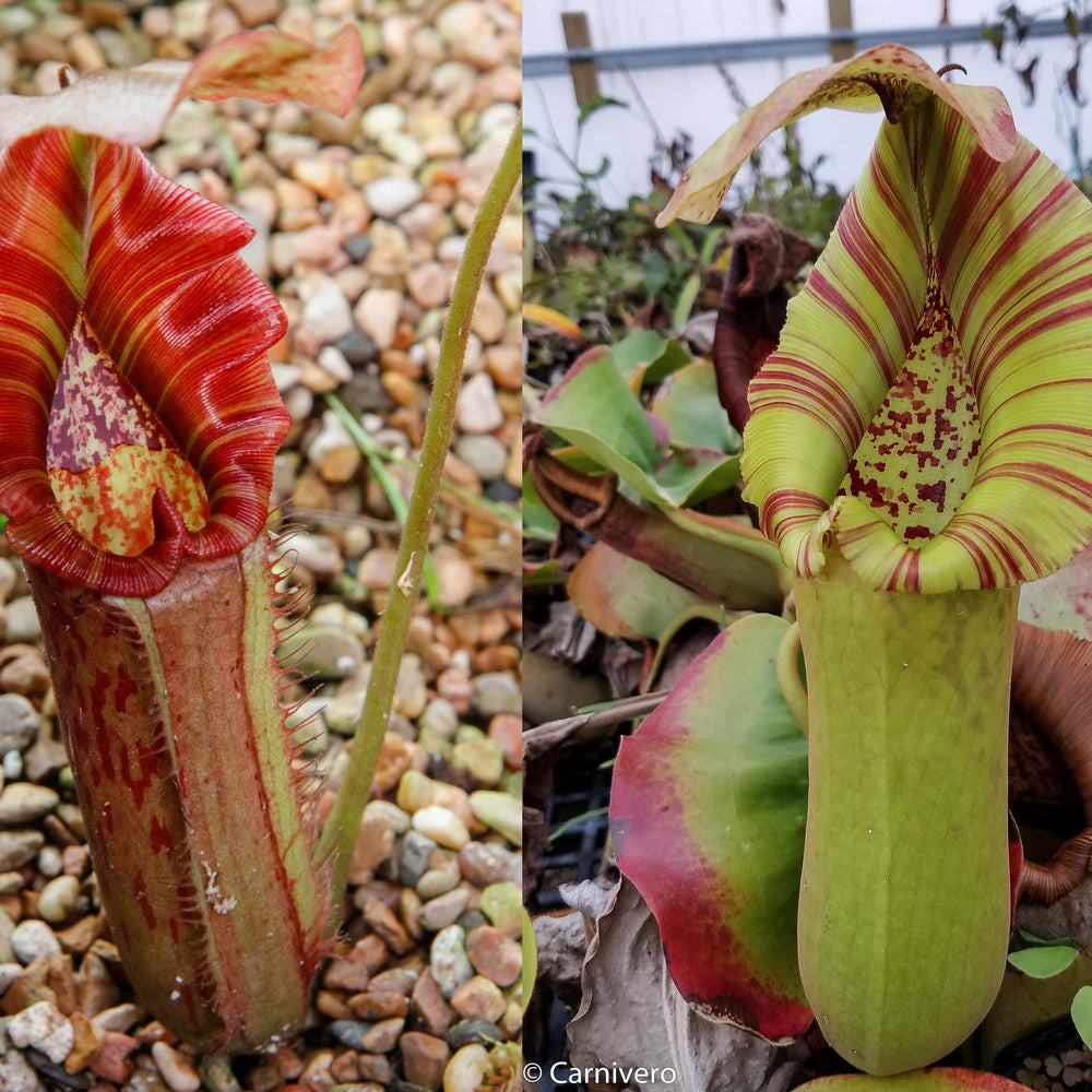 
                      
                        Nepenthes Song of Melancholy x truncata (c) - Giant, CAR-0025
                      
                    