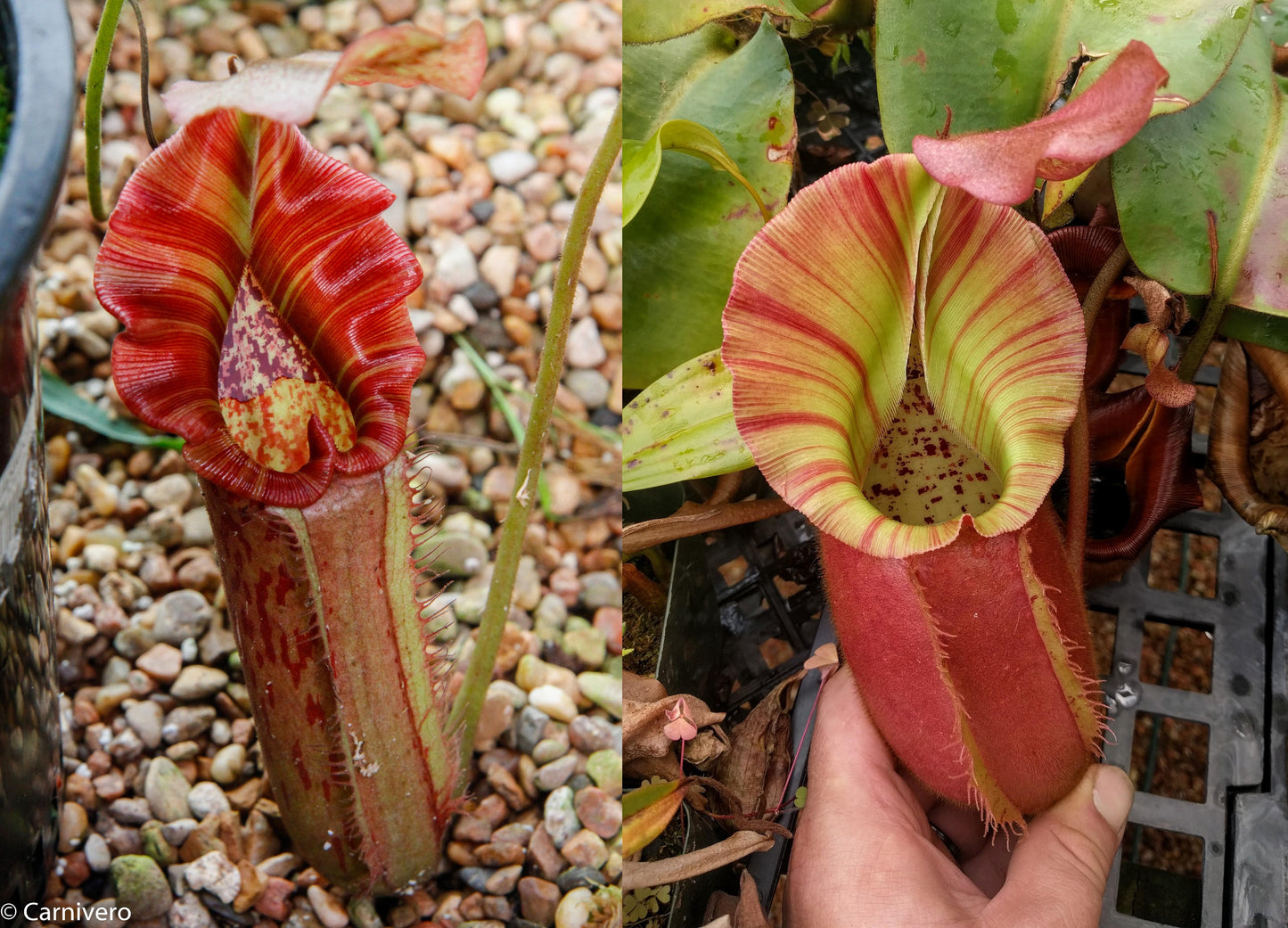 Nepenthes Song of Melancholy x veitchii 