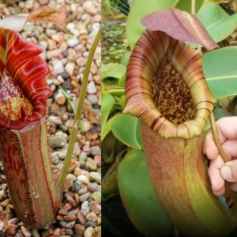 Split view of Nepenthes Song of Melancholy cross left red striped pitcher right large green pitcher with hand lifting its lid