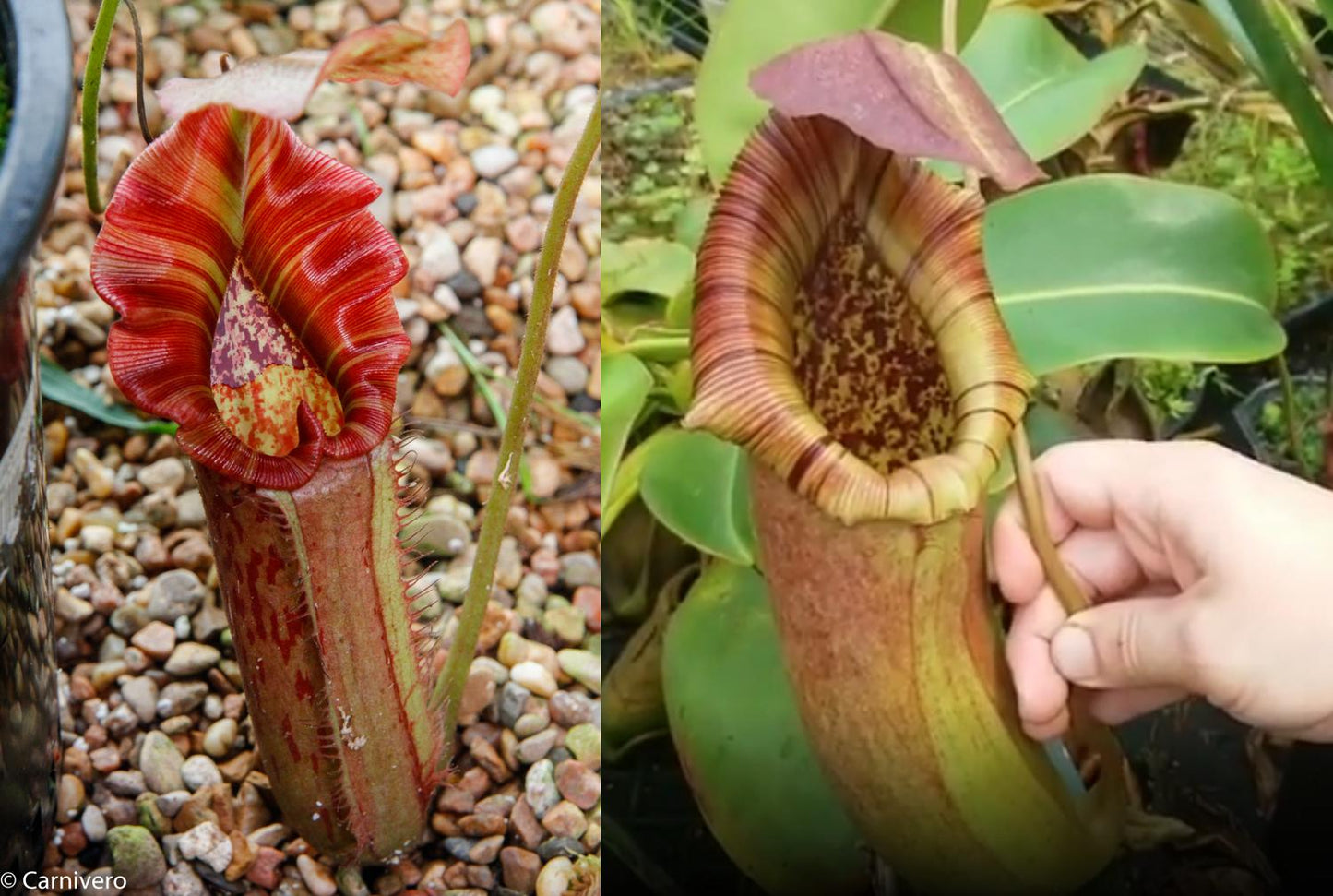 Nepenthes Song of Melancholy x (sibuyanensis x truncata), CAR-0047
