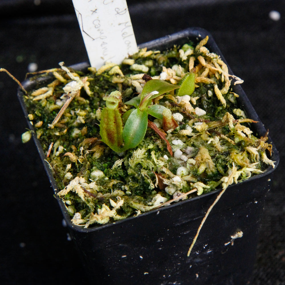 Nepenthes Song of Melancholy x (lowii x campanulata), CAR-0042