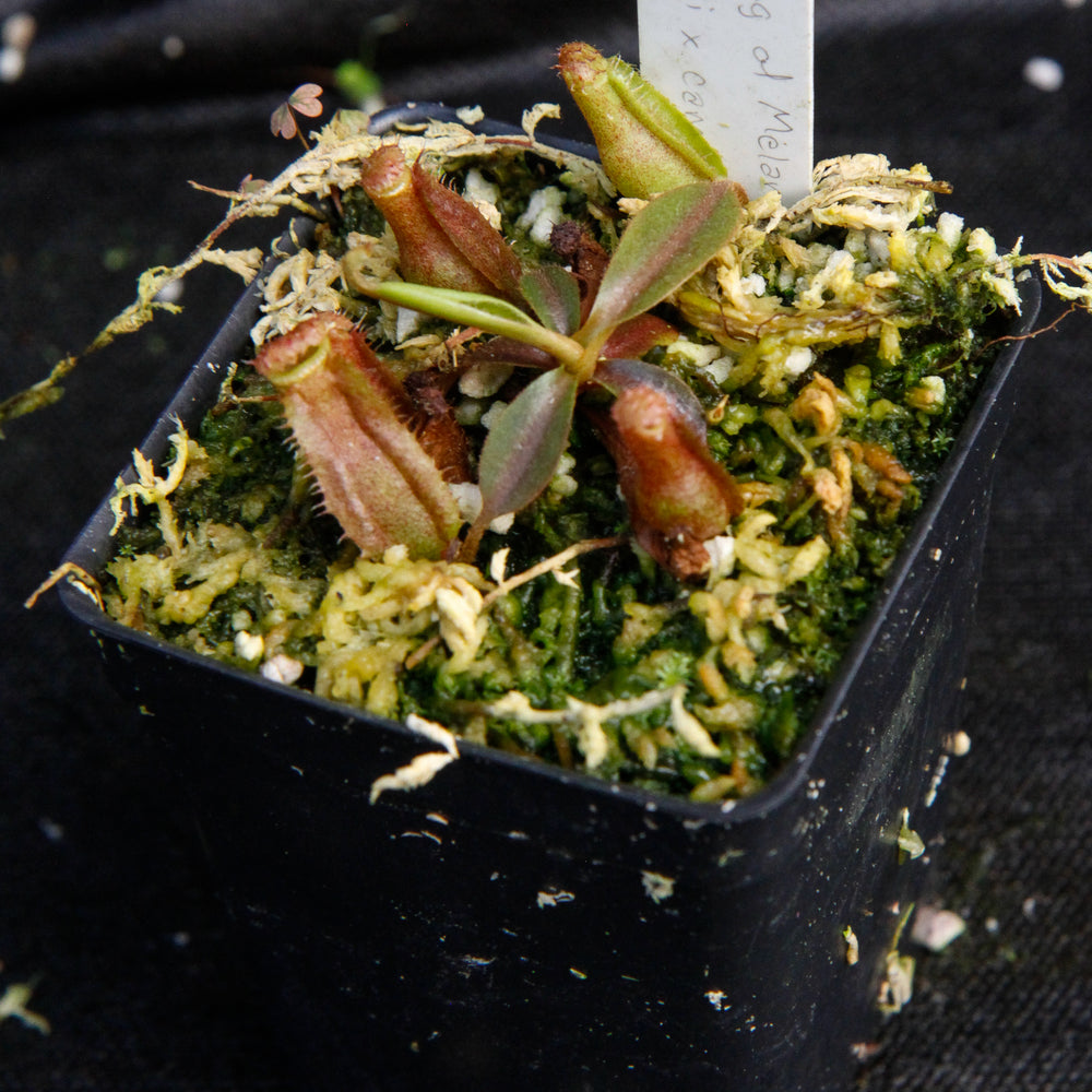 
                      
                        Nepenthes Song of Melancholy x (lowii x campanulata), CAR-0042
                      
                    