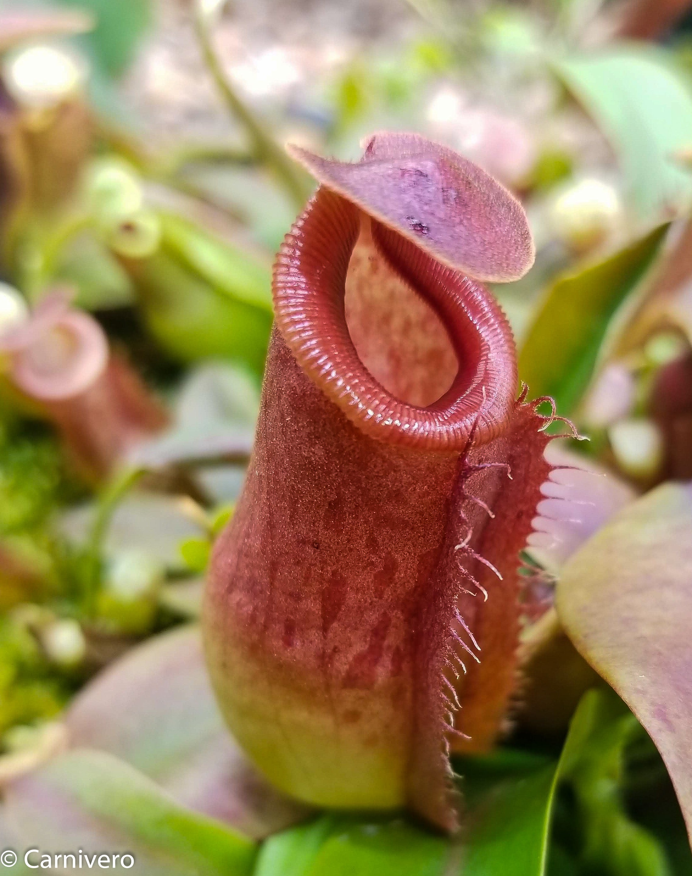 YFK2 食虫植物 Nepenthes ventricosa. Quezon， Luzon， Philippines