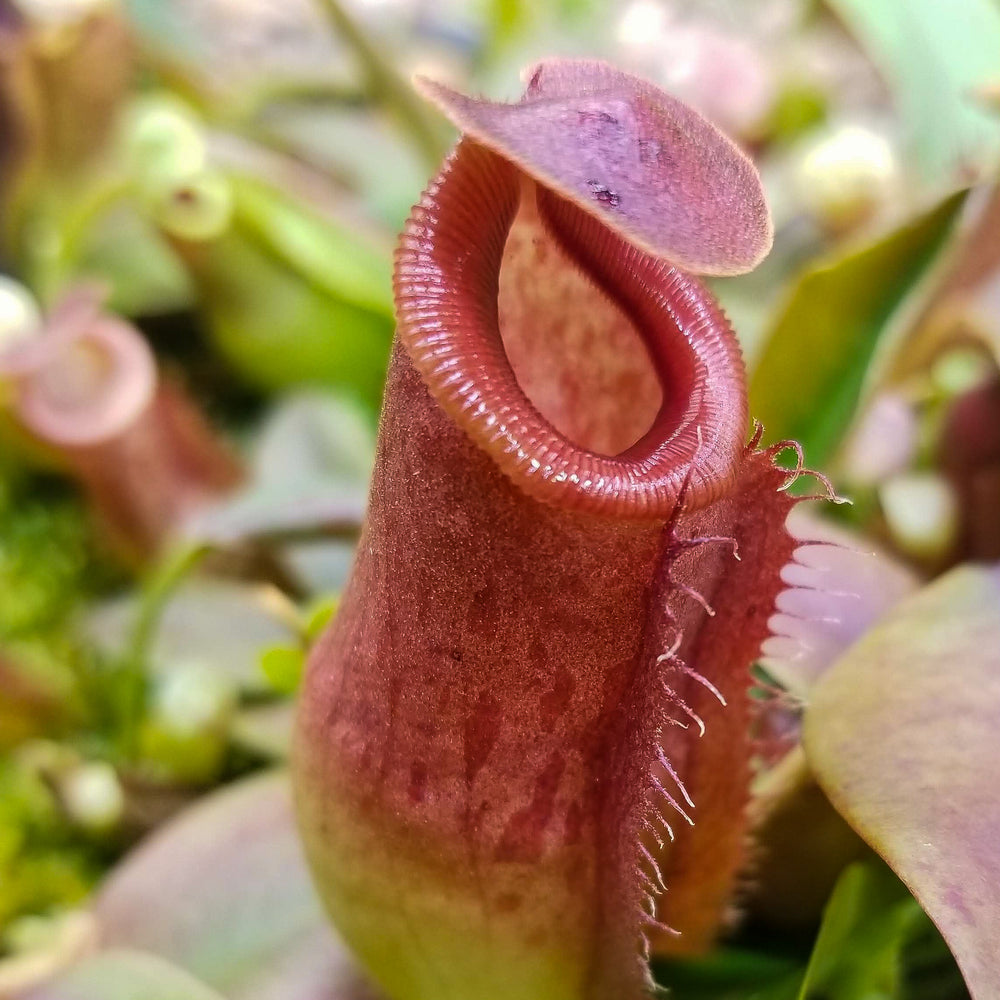 
                      
                        Nepenthes Song of Melancholy x (spathulata x jacquelineae) "BE's Best", CAR-0045
                      
                    