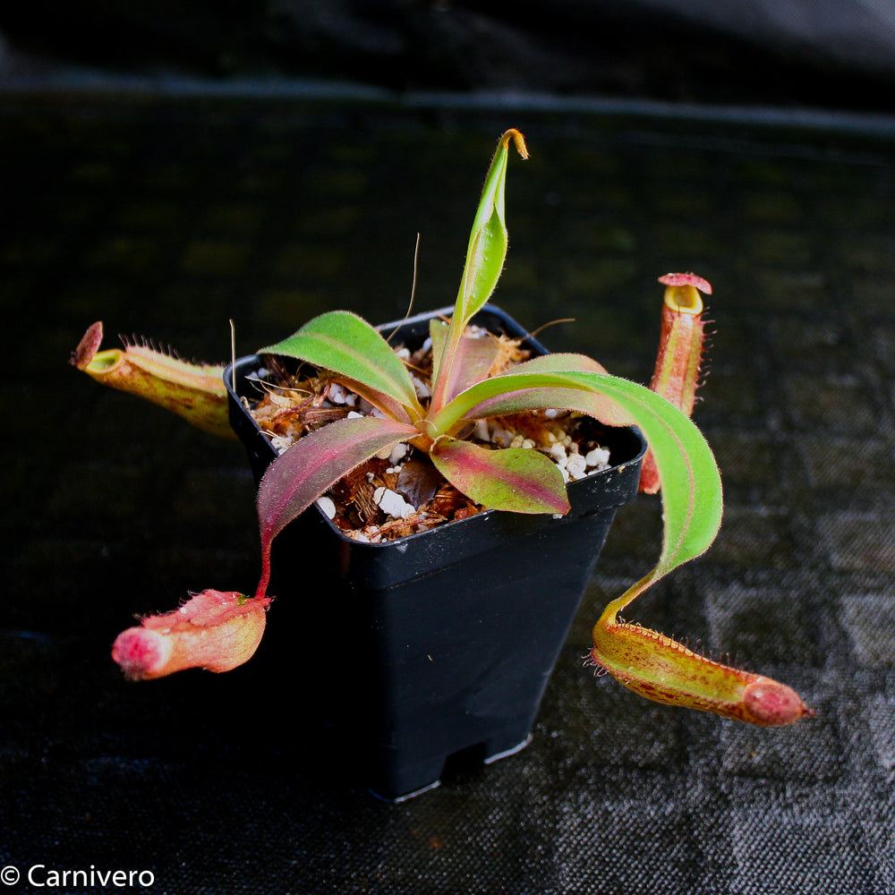 
                      
                        Nepenthes Song of Melancholy x boschiana, CAR-0131
                      
                    