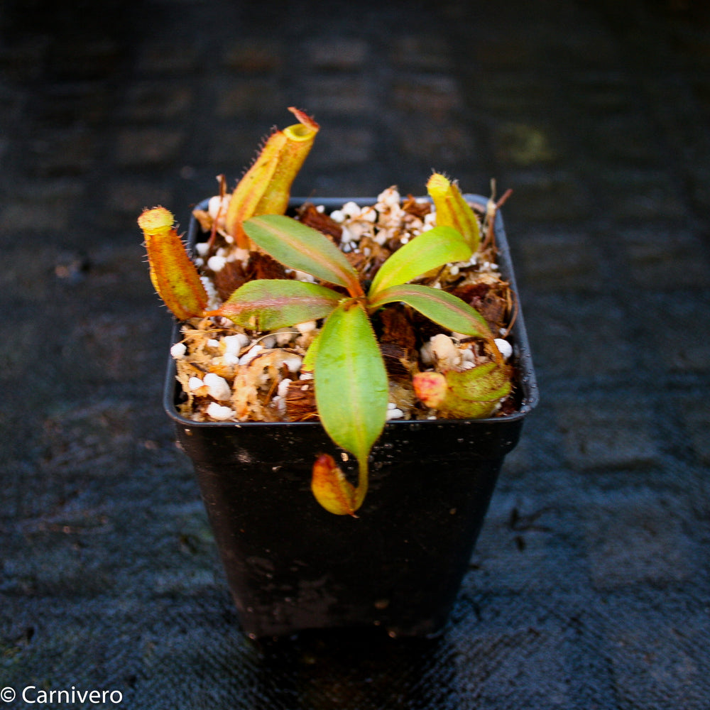 
                      
                        Nepenthes Song of Melancholy x boschiana, CAR-0131
                      
                    
