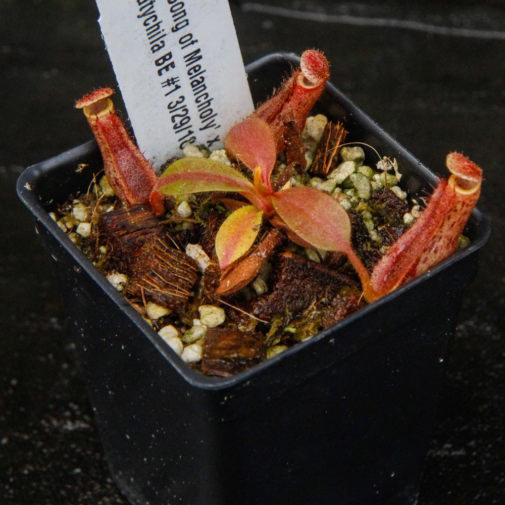 
                      
                        Nepenthes Song of Melancholy x platychila "white", CAR-0087
                      
                    