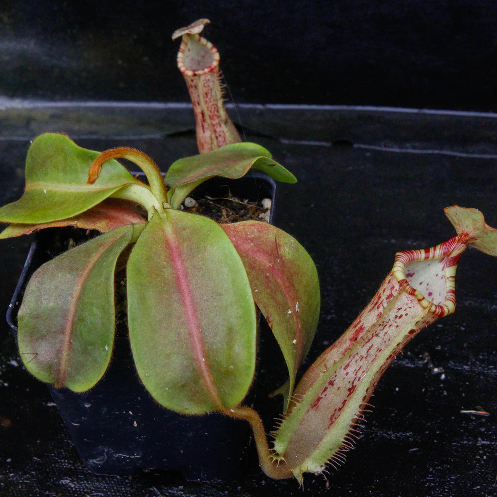 
                      
                        Nepenthes Song of Melancholy x platychila "white", CAR-0087
                      
                    