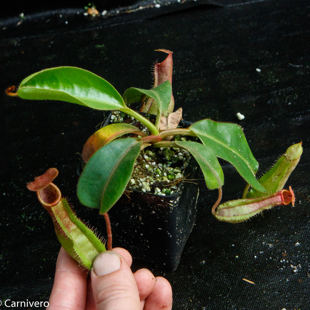 
                      
                        Nepenthes Song of Melancholy x truncata (c) - Giant, CAR-0025
                      
                    