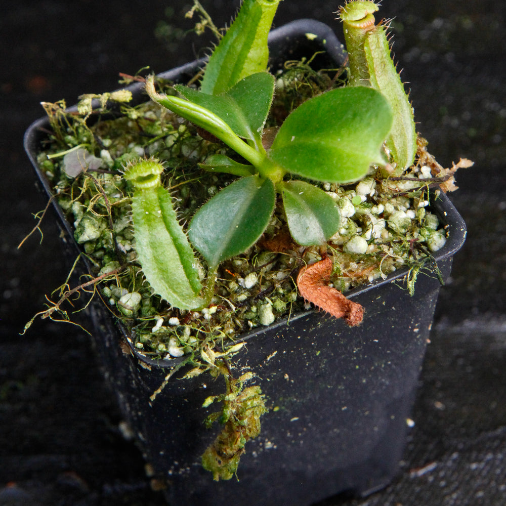 
                      
                        Nepenthes Song of Melancholy x truncata (c) - Giant, CAR-0025
                      
                    