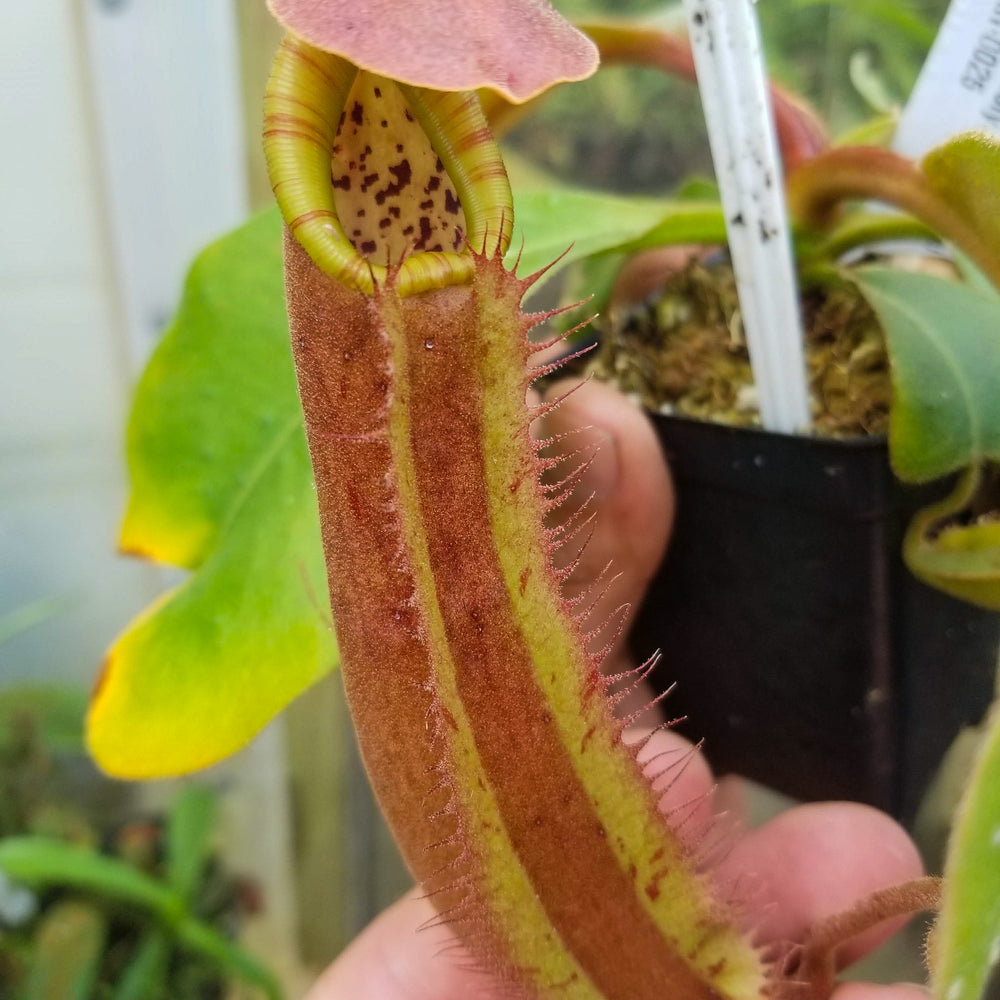 
                      
                        Nepenthes Song of Melancholy x truncata (c) - Giant, CAR-0025
                      
                    