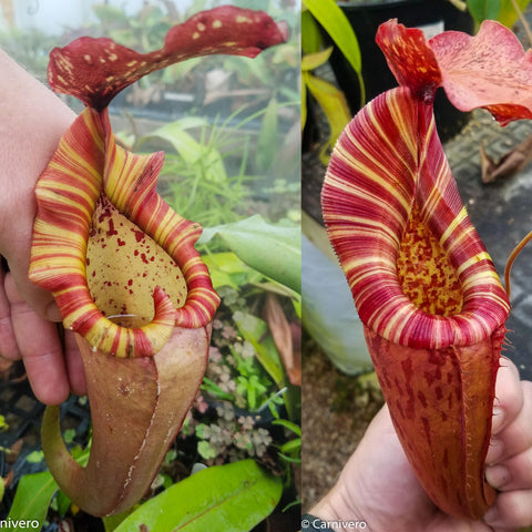 Two views of Nepenthes Song of Melancholy x Red Complex featuring a striped yellow and red pitcher and pink lid