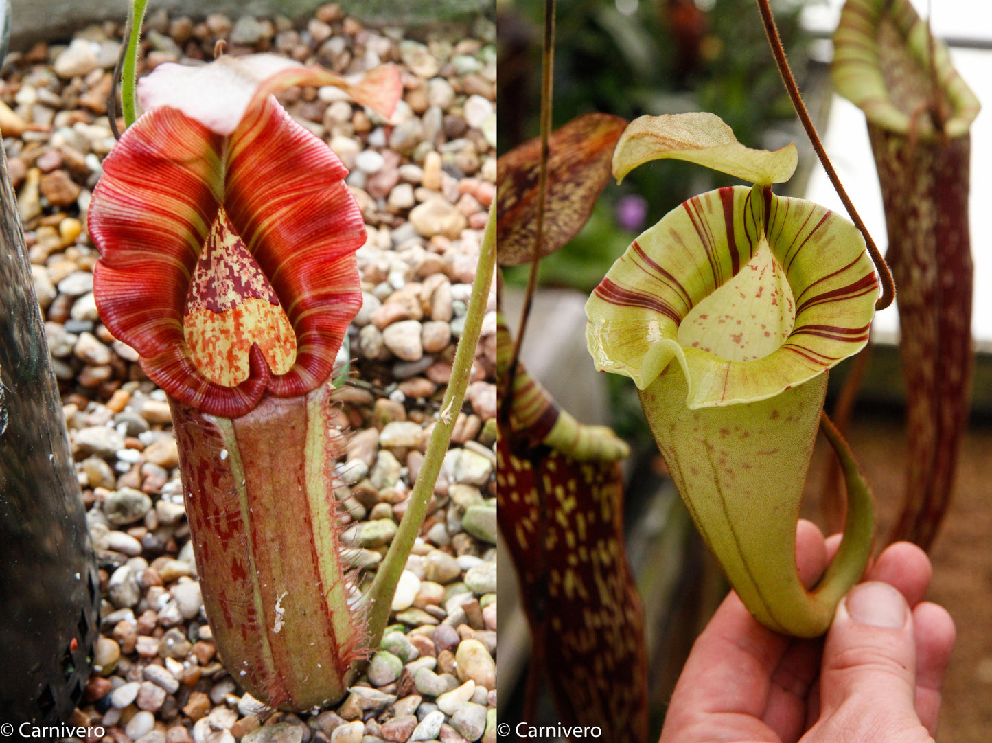 Nepenthes Song of Melancholy x platychila 