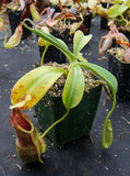 Nepenthes spathulata, BE-3175, pitcher plant, carnivorous plant, collectors plant, large pitchers, rare plants