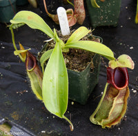 Nepenthes spathulata, BE-3175