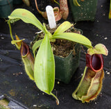 Nepenthes spathulata, BE-3175, pitcher plant, carnivorous plant, collectors plant, large pitchers, rare plants