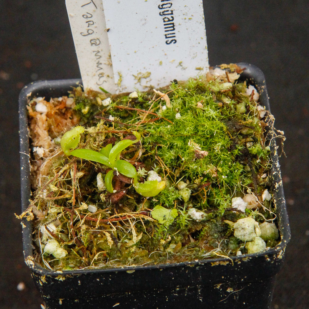 
                      
                        Nepenthes spathulata, Gunung Tanggamus, CAR-0007
                      
                    