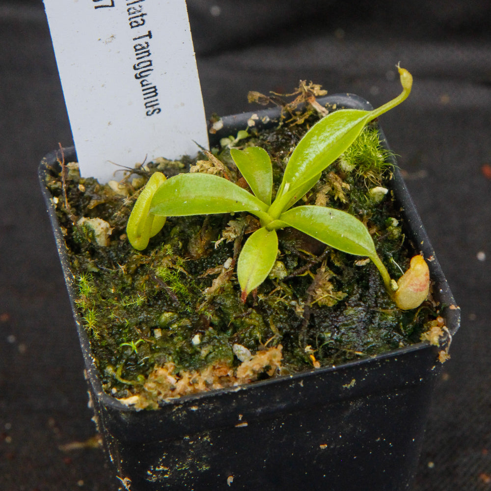 
                      
                        Nepenthes spathulata, Gunung Tanggamus, CAR-0007
                      
                    