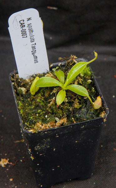 Nepenthes spathulata, Gunung Tanggamus, CAR-0007
