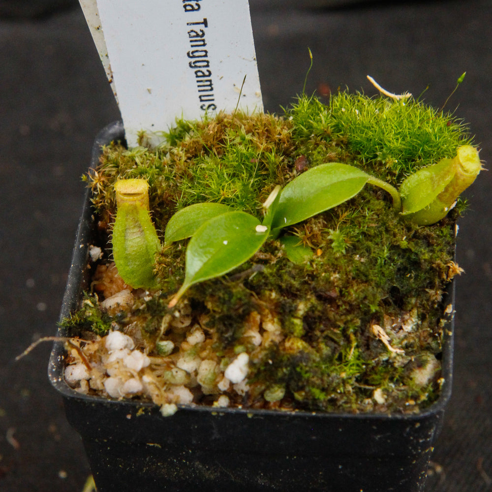 
                      
                        Nepenthes spathulata, Gunung Tanggamus, CAR-0007
                      
                    