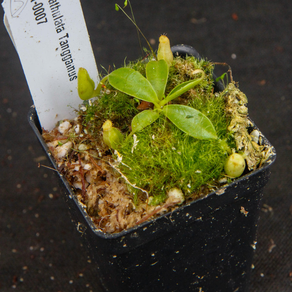 
                      
                        Nepenthes spathulata, Gunung Tanggamus, CAR-0007
                      
                    