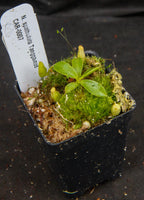 Nepenthes spathulata, Gunung Tanggamus, CAR-0007