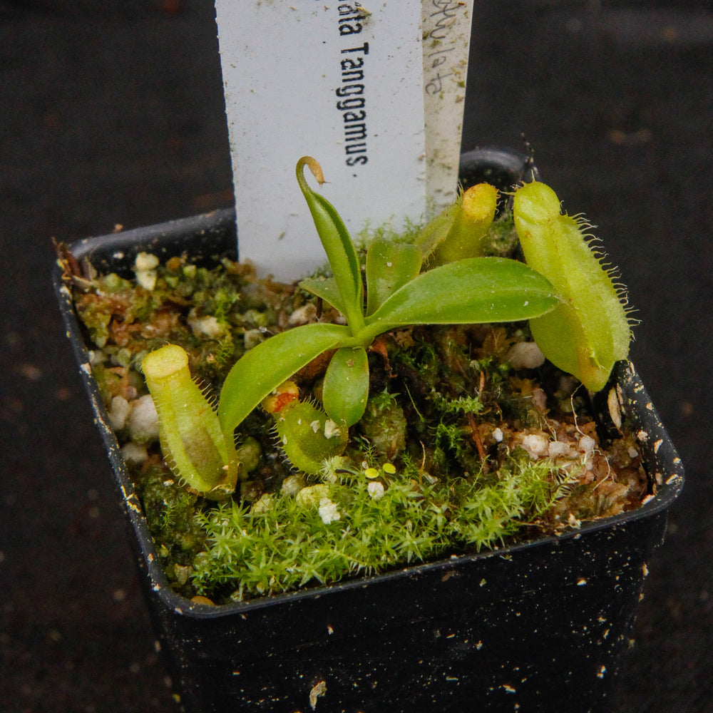 
                      
                        Nepenthes spathulata, Gunung Tanggamus, CAR-0007
                      
                    