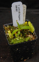 Nepenthes spathulata, Gunung Tanggamus, CAR-0007